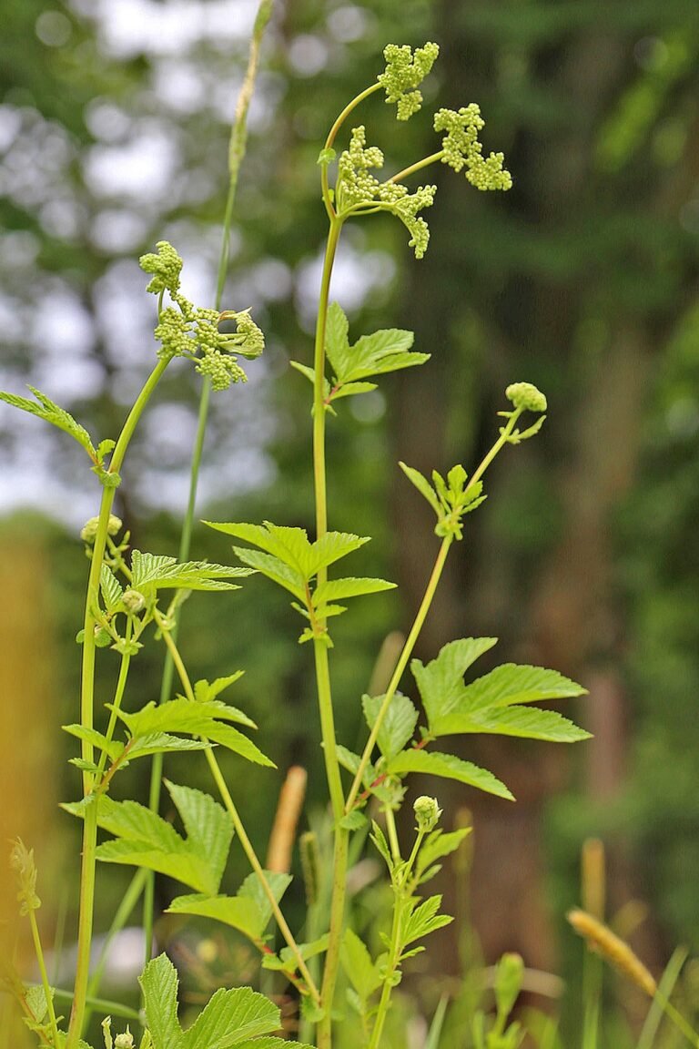 .00 7237 Echte Mädesüß (Filipendula ulmaria).jpg