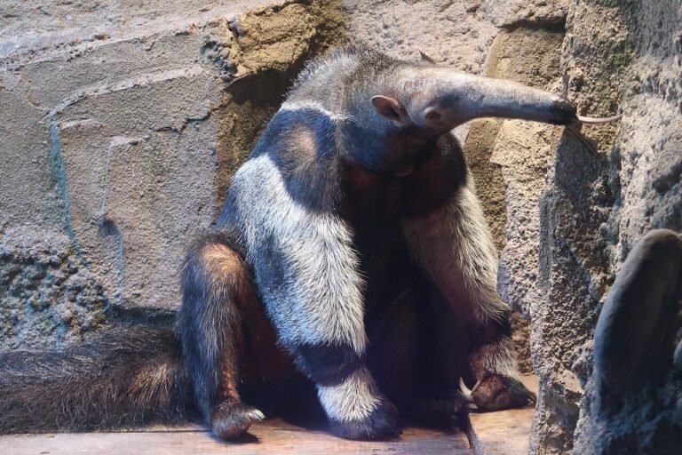 A Giant Anteater eating insects in Beijing Zoo.jpg