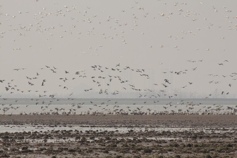 Birds on Poyang Lake (15273717673).jpg