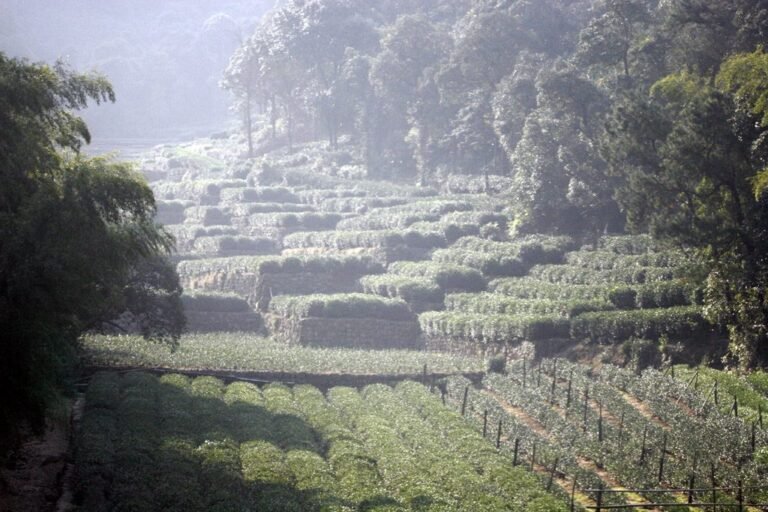 Camellia sinensis 04.jpg