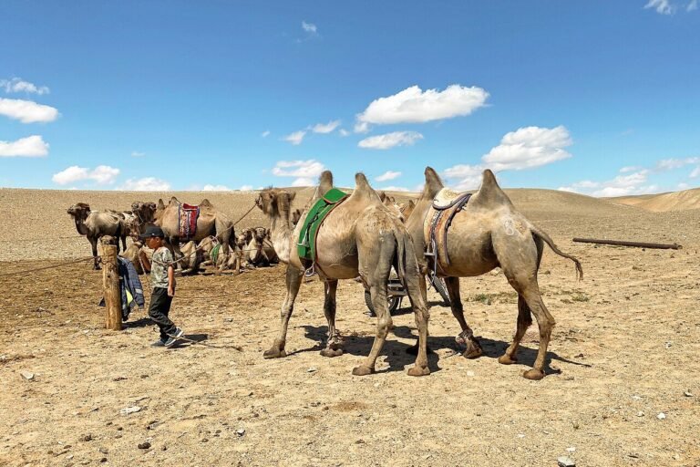 Camels in Gobi Desert 03.jpg
