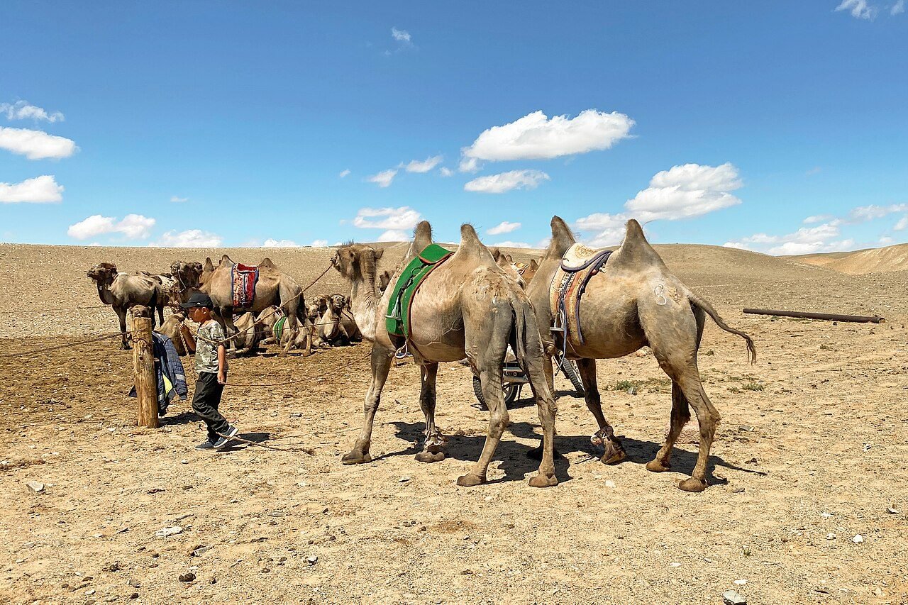 Camels in Gobi Desert 03.jpg