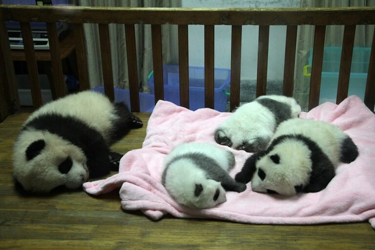 Chengdu-Pandareservat-32-Babystation-2012-gje.jpg