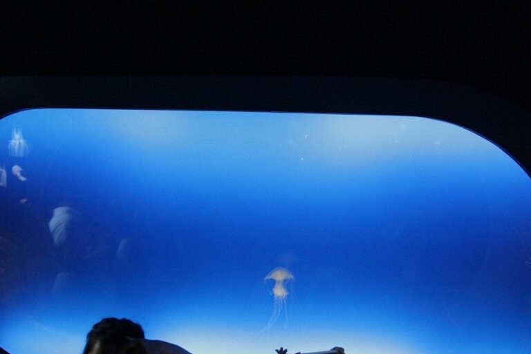 China - Shanghai Ocean Aquarium 01.jpg