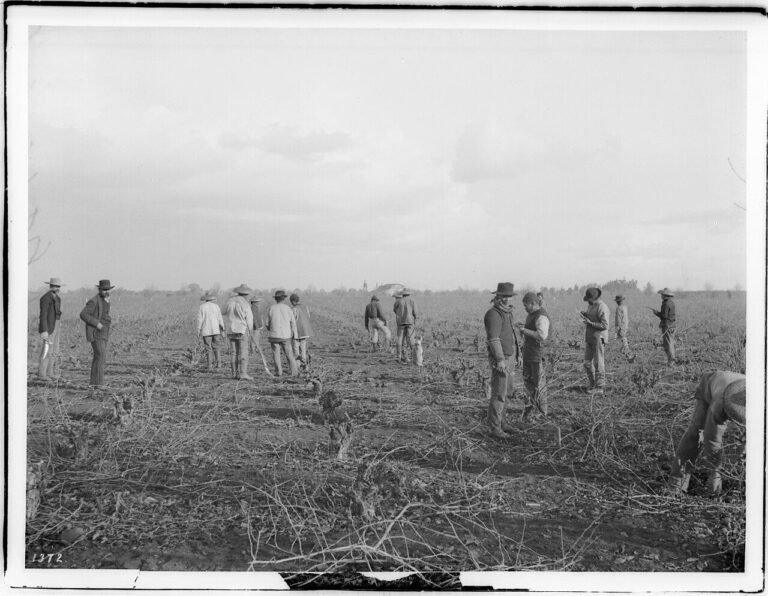 Chinese farm workers pruning a vineyard, ca.1900 (CHS-1372).jpg