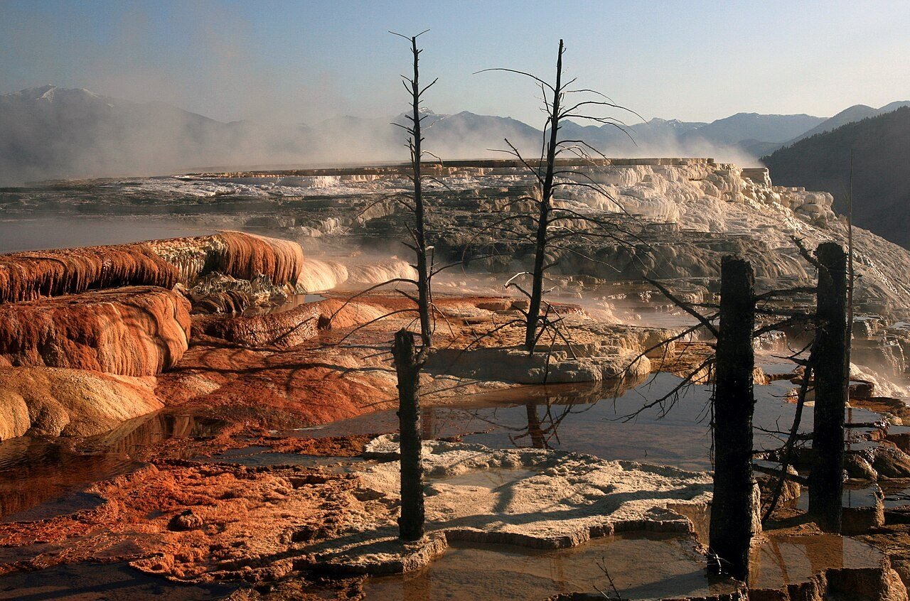 Dead trees at Mammoth Hot Springs.jpg