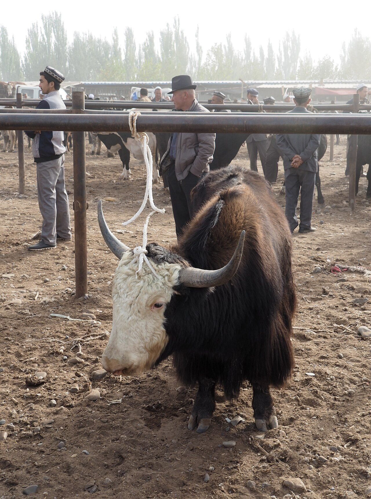 Kashgar Sunday Market (23410271433).jpg