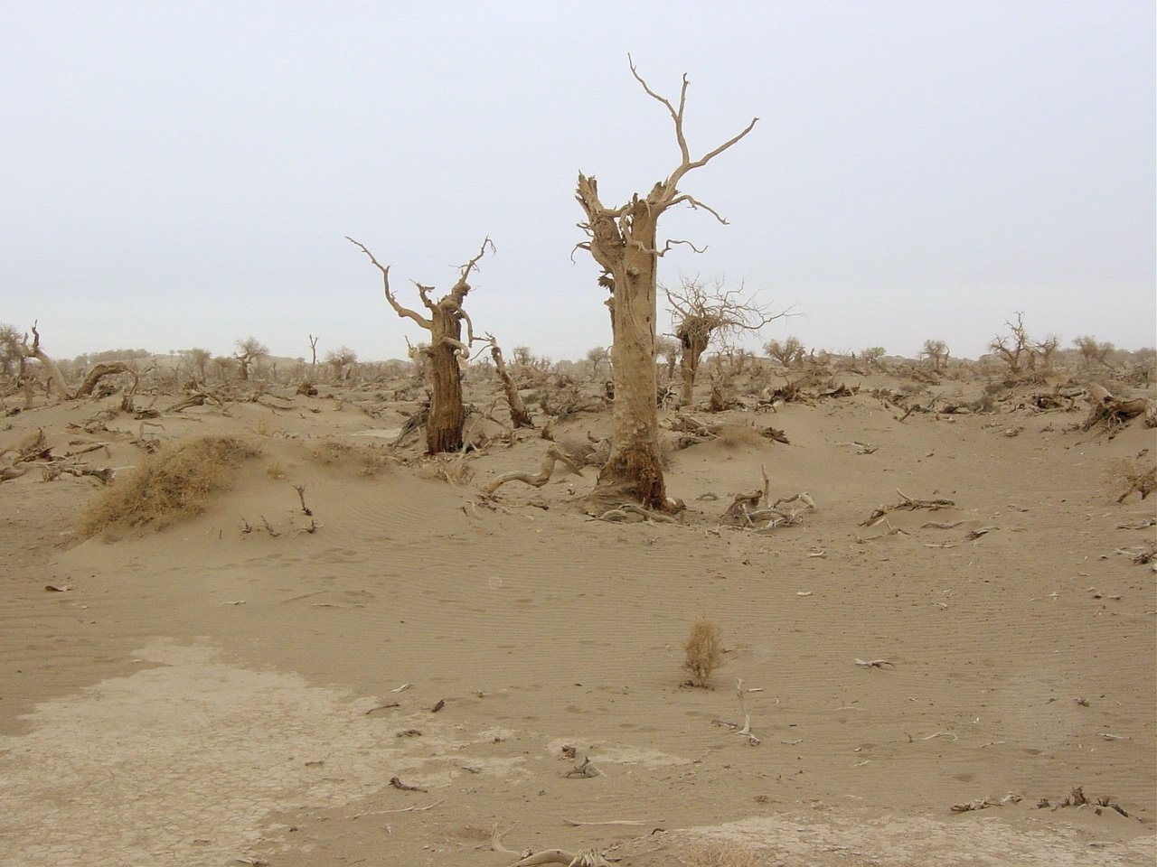 Tarim poplar forest