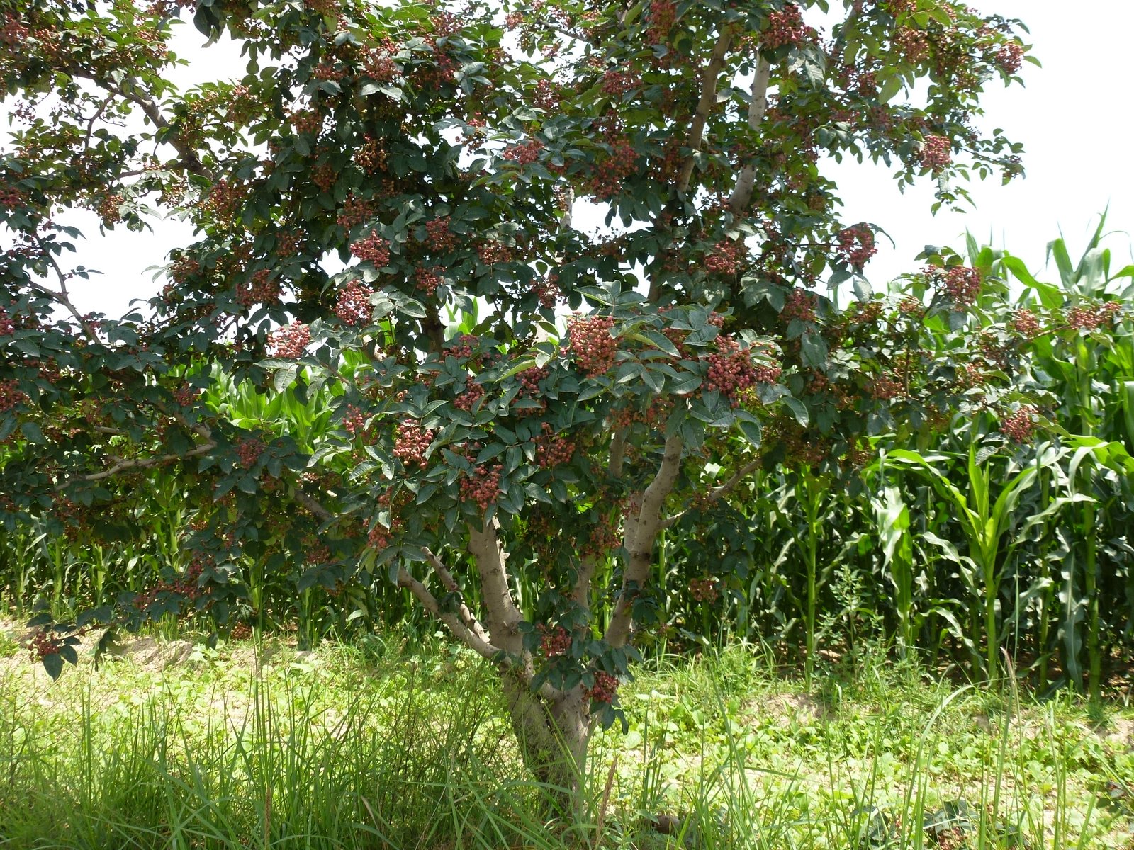 Sichuan peppercorn